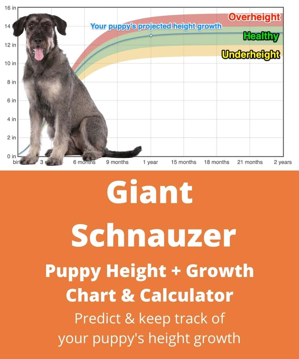 giant-schnauzer Puppy height Growth Chart